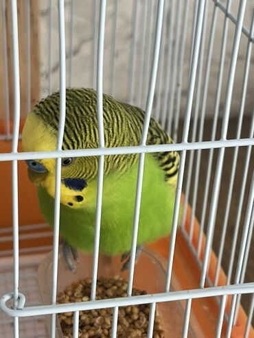 Qəfəslər: Dalğalı iki cüt tutuquşular tam dəst qəfəs və yuvalıq ile bir yerde — 7