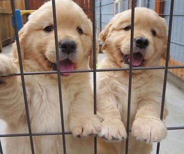 İtlər: Labrador-retriver, 1 ay, Dişi — 8