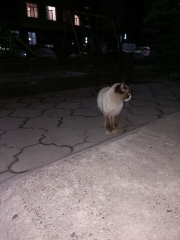 кошка турецкая ангора: Милая кошка 🐱 🥰😍