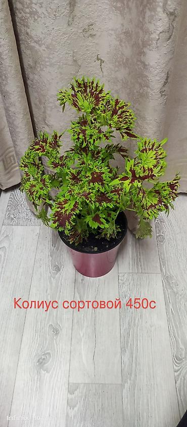 цветок ослиные уши: Комнатные растения в горшках: - Колиус — декоративно-лиственное — 7