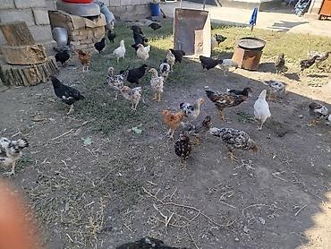 куры живые: Продаю | Куры | Для разведения — 3