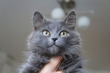 хочу купить кошку: Отдам в добрые руки кошечку возраст 3 года. К лотку приучена