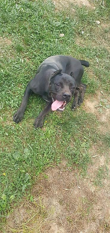 kupujem prodajem pomeranac: Trazi se odgovoran vlasnik i ljubitelj rase Cane Corso sa uslovima za — 1