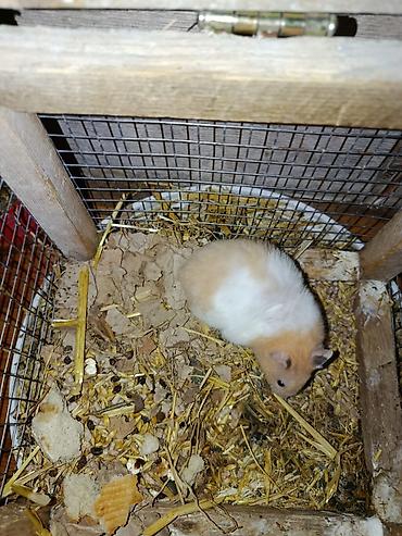 keci heyvan: Hamster satilir disidi qedesle birge real alici yazdin unvan kürdaxanı — 2
