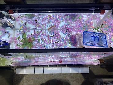 akvarium balıq novləri: Akvaryum komplekti – dekorativ tropik balıqlar ilə balaca akvaryum — 2
