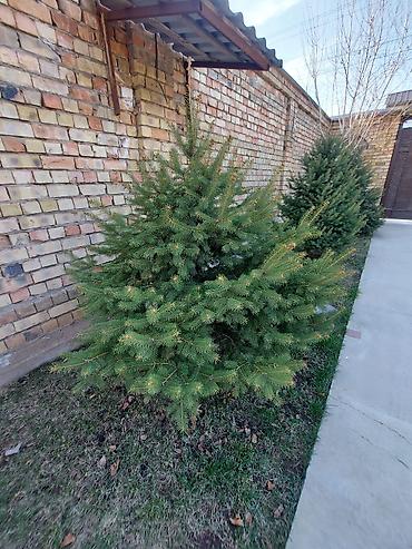 Декоративные деревья: Саженцы деревьев: Ели — 6