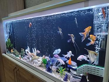 Dördbucaq akvarium, Balıqlarla birlikdə, 150 l