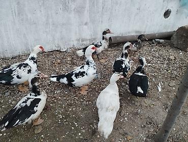 ördek qaz: Salam lal ördəklər 6 bala 2 ana ümumi 110 manat istəyən olsa endirim — 5