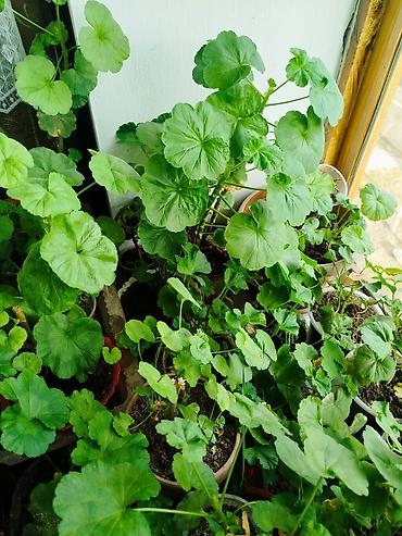 Герани и пеларгонии: Сортовой герандар сатылат. Баасы келишим турдо 300 сомдон жогору. - — 12