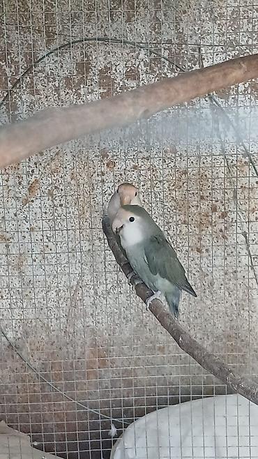 pavlin goyercin satisi: Sevgi quşları (lovebird) cütü - Növ: Kiçik papuqay – sevgi quşları - — 2