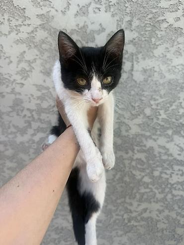 манчкин кот цена бишкек: Отдам в добрые руки. Домашние котята, окрас чёрно-белый (маска на — 1