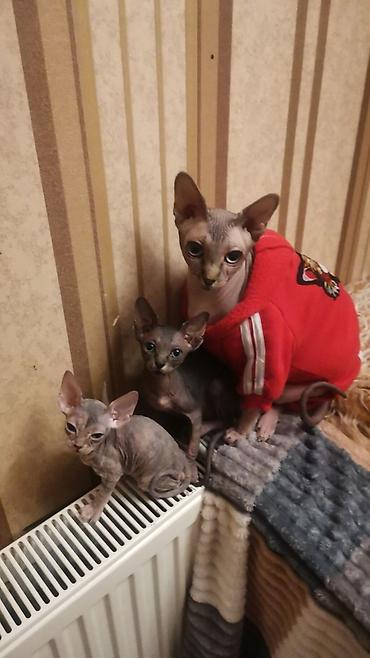 Животные: Сфинкс, Самовывоз — 3