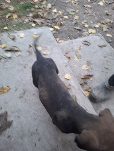 акустические системы ugreen колонка в виде собак: Щенок, бельгиец небольшого/среднего размера. БЕСПЛАТНО Описание: -