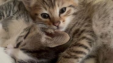 kitten: Отдам в добрые руки котят 🥰 Возраст: 2 месяца Шёрстка — 3