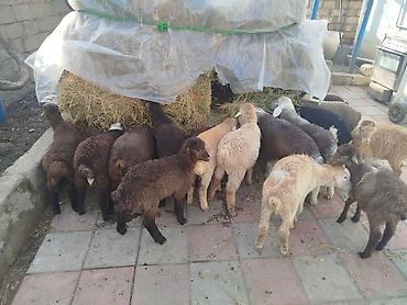 Quzu: Qoyun quzuları satılır – 22 quzudu kom 175 lə tek tek seçib götürən -da lalafo.az — 1 Quzu: Qoyun quzuları satılır – 22 quzudu kom 175 lə tek tek seçib götürən — 1