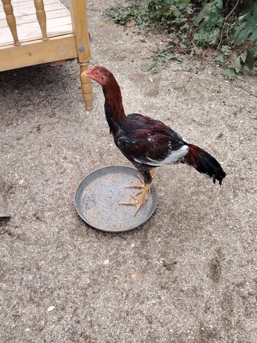 Digər quşlar: Sona qədər oxuyub sonra əlaqə saxlayın. 2 beçədi 2 fərə hərəsinin — 6