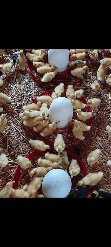 pekin ördeği: Ördək cücələri, Damazlıq, Ödənişli çatdırılma — 10
