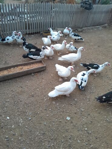 Hinduşka: Ferma quşları satılır – şəkillərdə olan növlər: - Hind quşları — 3