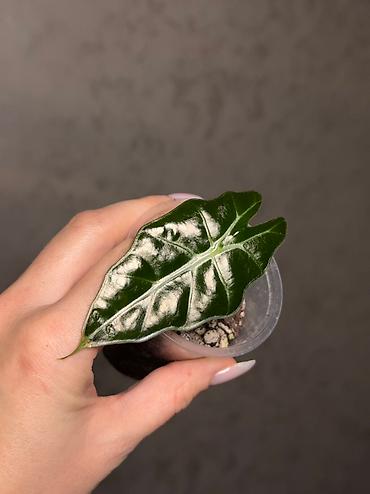 Другие комнатные растения: Добрый день! В продаже комнатные растения: Сингониумы - конфетти — 14