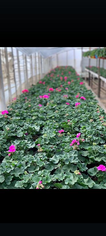 Buket güllər: Geran, sardunya, geranium, pelargonium, geran zonali topdan və — 12