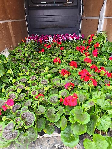 Buket güllər: Geran, sardunya, geranium, pelargonium, geran zonali topdan və — 8