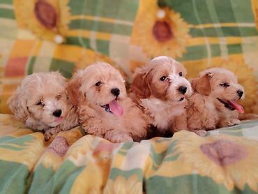 obuca ps: Dostupni za preuzimanje MALTIPOO prelepi, razigrani stenci, 4 decaka — 1