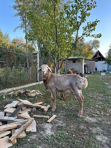 баран живой: Продаю | Баран (самец) | Для разведения — 4