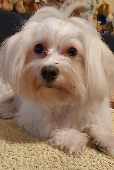 Psi: Na prodaju musko stene maltezera,ostenjen 23.11.2025,bela svilenkasta — 10