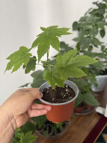 Другие комнатные растения: Гузмания абутилон оранжевый,каланхое розовый махровый,амазонская — 16