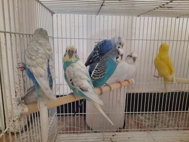 Amadinlər: Erkək maya hazır cütlər Rainbow erkəklər Albinos,Çexdən dönmə,Sarı