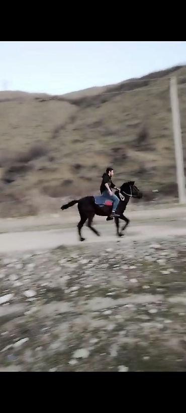 Atlar: Erkəkdi 2yaşın tamam edib yorğadı sakit heyvandır — 1