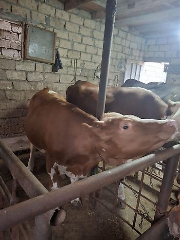 Mal-qara: Diri cekisi 300kg yalniz WhatsApp isleyir — 2