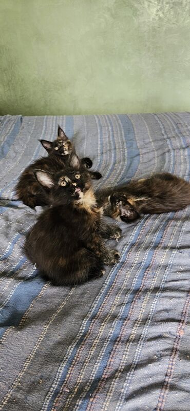 francuski buldog stenci na prodaju: Maine coon black tortie zensko mace dostupno. Roditelji u vlasnistvu na lalafo.rs francuski buldog stenci na prodaju: Maine coon black tortie zensko mace dostupno. Roditelji u vlasnistvu
