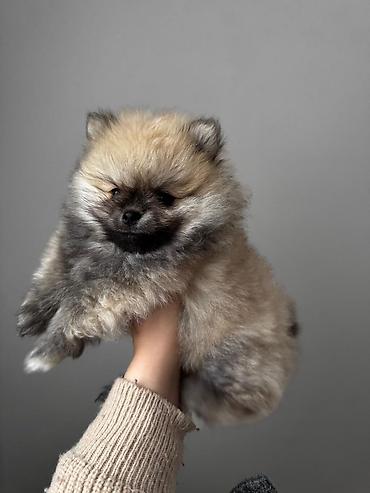 İtlər: Şpitz, 2 ay, Peyvəndli, Ünvandan götürmə, Pulsuz çatdırılma, Ödənişli çatdırılma — 9