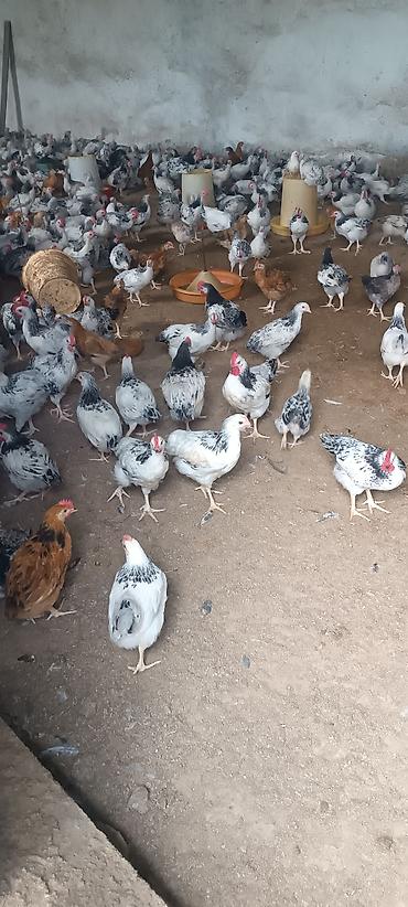 ördək balası və cücə: Məhsul: Yumurtalıq və ətlik yerli cins toyuqlar (xüsusilə ağ-qara — 6