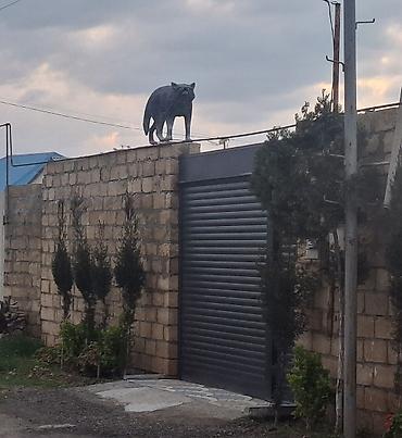 Fiqurlar: Fiqur — 4