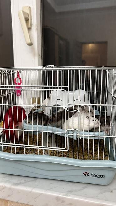 hamster satisi: Salam Qəfəs qarisiq satılır 8 Ədəd Hamster var içərsində. Gelen ay — 3