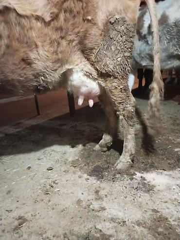 Inəklər, öküzlər: Inək satılır 1ci balasıdır balası dişidi inək 3 məsindən 8l süd verir — 8