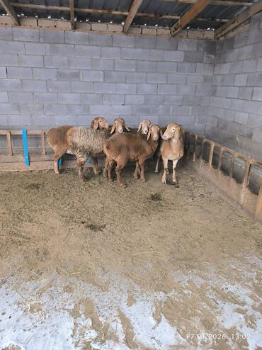 Бараны, овцы: Продаю | Овца (самка), Ягненок | Арашан | Для разведения | Ярка — 20