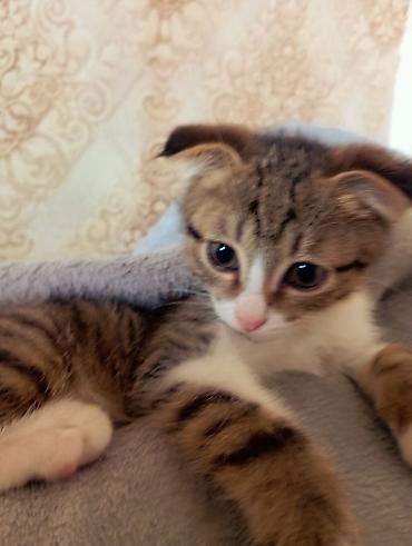 кошка мальчик: 3 месяца, Мальчик, Биколор, Метис — 2