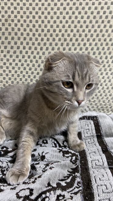 британский вислоухий кот: Вислоухий Кот Мальчик 8 месячный Зовут Серик Отдадим в хорошые