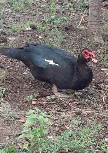 Ördəklər: Dişi, | Lal ördək, Macar, Damazlıq, Pulsuz çatdırılma — 16