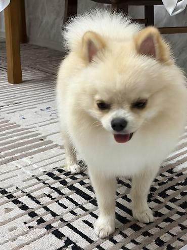 pudil itlər: Şpitz, 10 ay, Erkək, Peyvəndli, Ünvandan götürmə — 2
