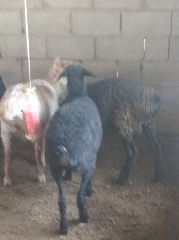 Бараны, овцы: Продаю | Овца (самка), Ягненок | Меринос | На забой, Для разведения | Матка