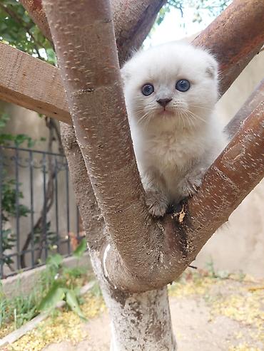 Pişiklər: Britan — 11