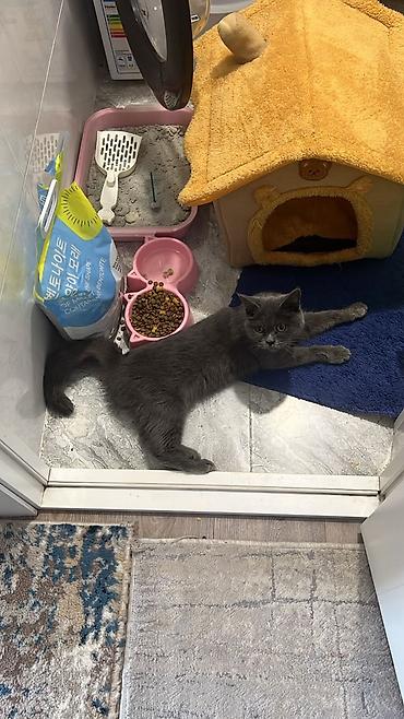 пантера коттедж ориг: Комплект для ухода за кошкой Состав набора: - Лоток для туалета — 2