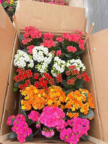 Каланхоэ: Цикламены и каланхоэ из теплицы — оптом Бишкек - Ассортимент — 4