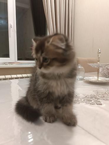 Кошки: Yumşaq tüklü, iri gözlü balaca pişik balası. - Uzun və sıx tüklü — 2