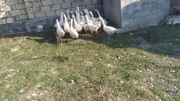 Inəklər, öküzlər: Ağ qaz sürüsü - Cins: ağ yerli qazlar - Say: təxminən 15–18 baş