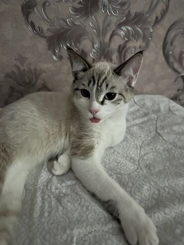 скоттиш страйт шотландская прямоухая кошка: Скотиш Страйт (Шотландская прямоухая), 7 месяцев, Мальчик, Приучена к лотку
